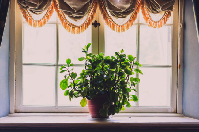 Zimmerpflanze im Gegenlicht auf Fensterbrett